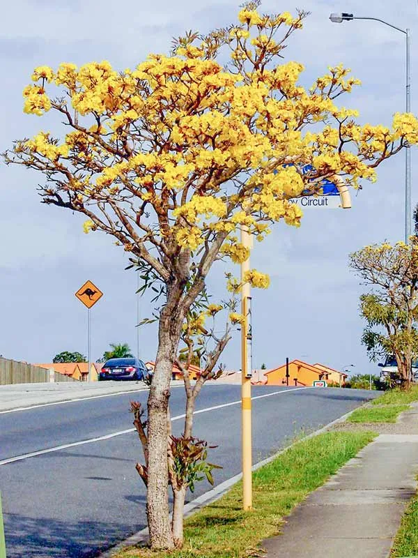 Cây hoa chuông vàng làm bừng sáng không gian vỉa hè đô thị