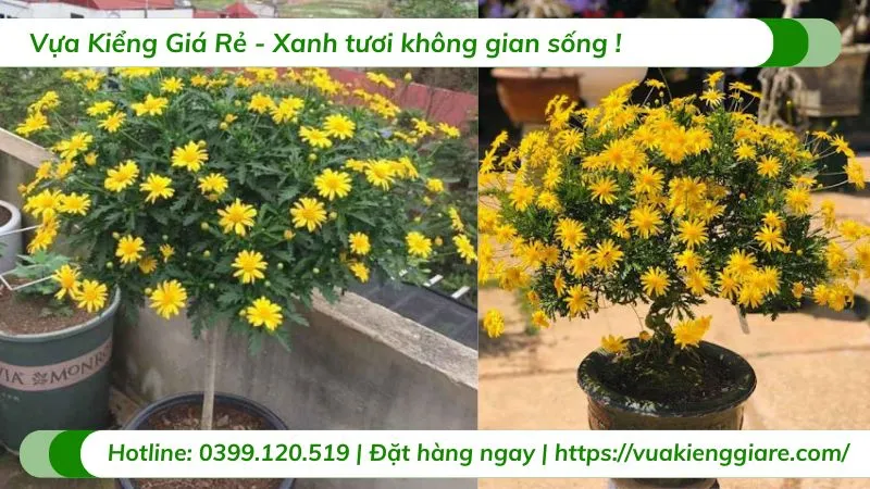 Cận cảnh bông hoa cúc thân gỗ màu vàng tươi sáng dưới ánh nắng