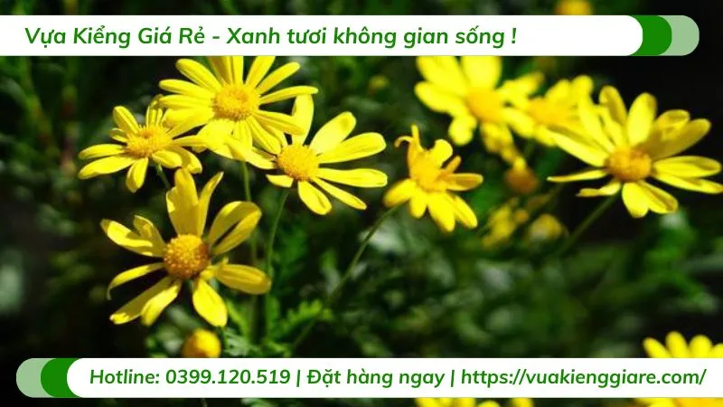 Cây hoa cúc thân gỗ được trồng trong chậu sứ trắng sang trọng