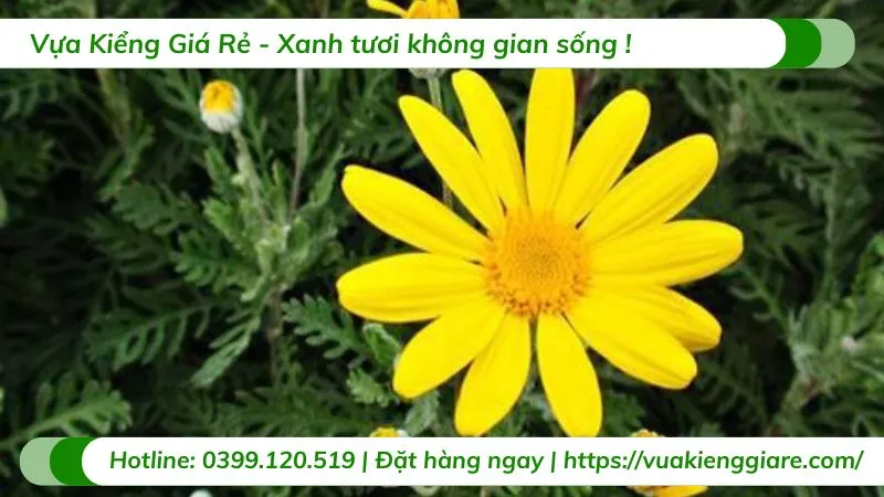 Hàng cây hoa cúc thân gỗ khoe sắc rực rỡ dọc lối đi trong sân vườn