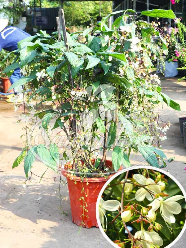 Cây dạ minh châu trồng chậu đặt tại không gian sân vườn đón nắng nhẹ