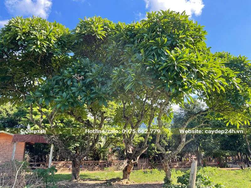 Trồng cây đại trong sân vườn để dùng làm thuốc