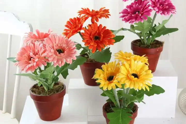 Cây Sen Đá Trái Tim: Hướng Dẫn Chi Tiết Từ A-Z Cho Người Mới Bắt Đầu