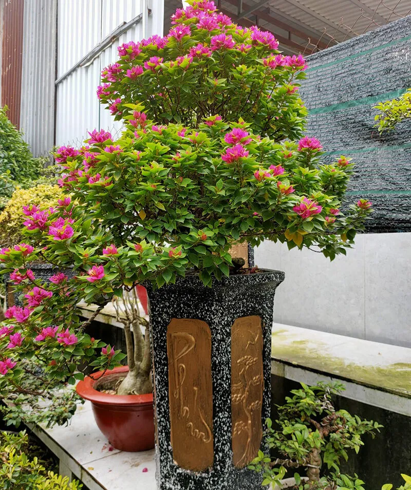 Cây hoa giấy mỹ trồng chậu bonsai