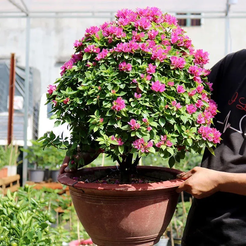 Cây hoa giấy mỹ trồng chậu sân