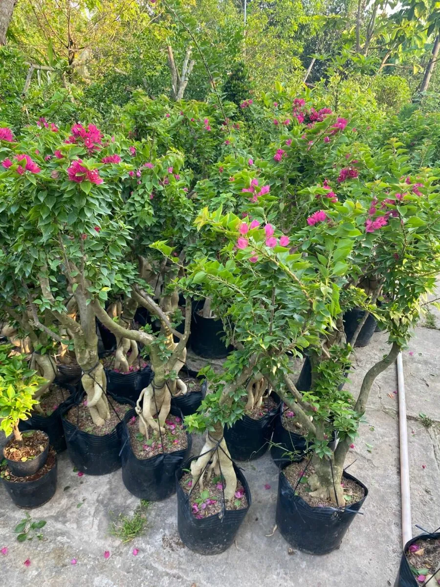 Cây giống hoa giấy mỹ