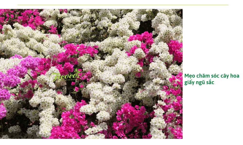 cay-hoa-giay-ngu-sac