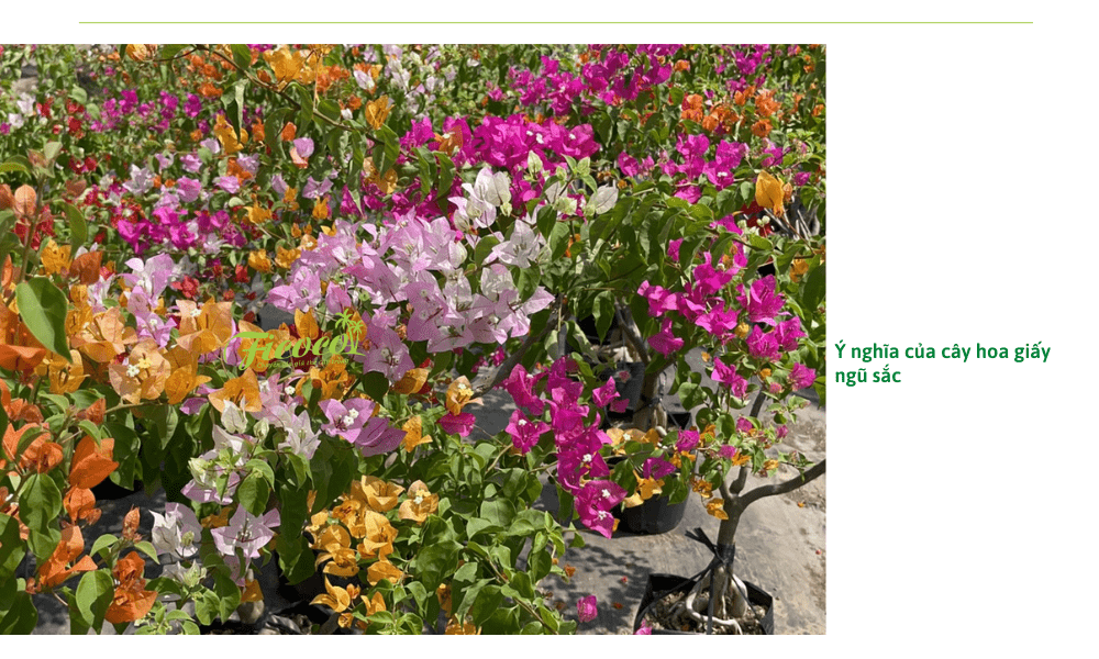 cay-hoa-giay-ngu-sac