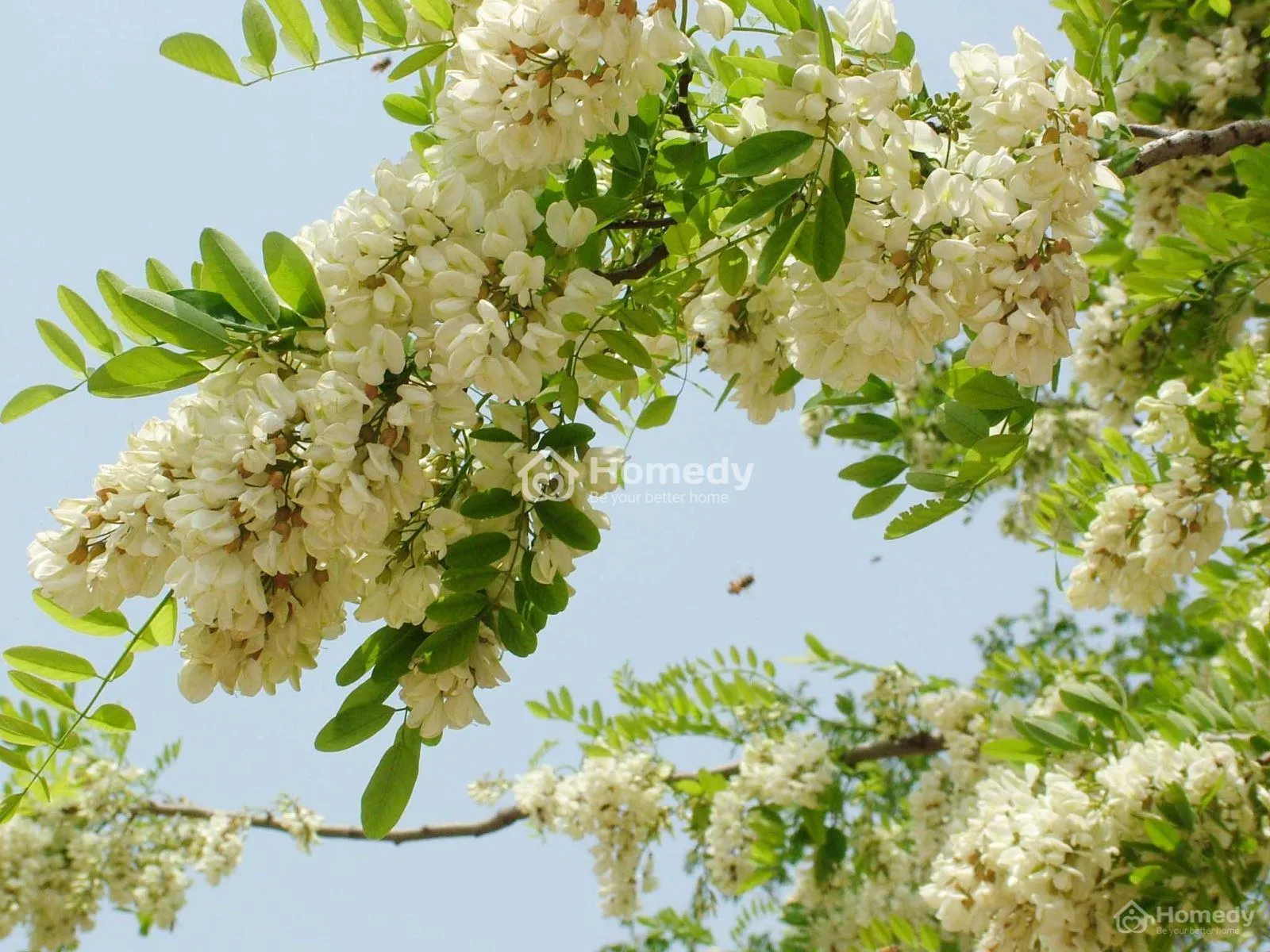 Cây hoa hòe mang lại nhiều tác dụng trong cuộc sống và phong thủy