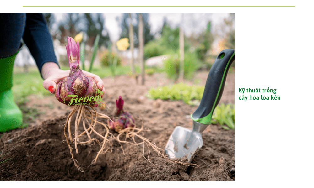 ky-thuat-trong-hoa-loa-ken