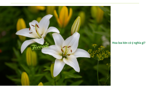 Cây hoa loa kèn: Đặc điểm, ý nghĩa loài hoa và cách trồng dễ nhất