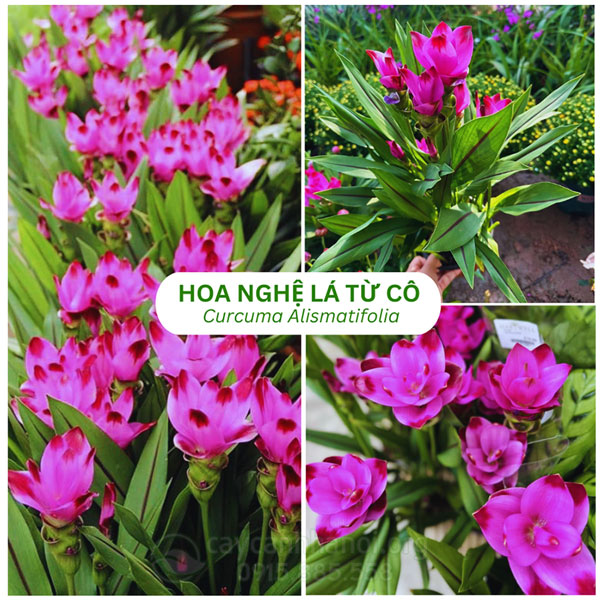 Cây Đa Búp Đỏ Có Hoa Không: Giải Đáp Chi Tiết Từ Chuyên Gia