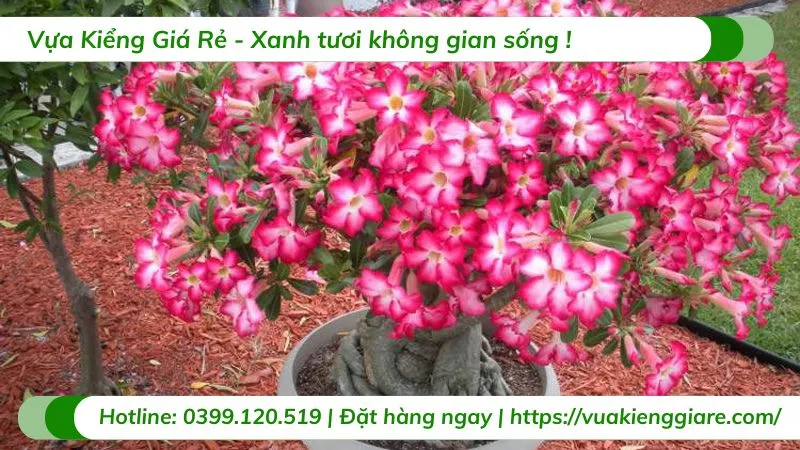 Cây hoa sứ đỏ với bộ tán lá xanh mướt, sẵn sàng cho hoa