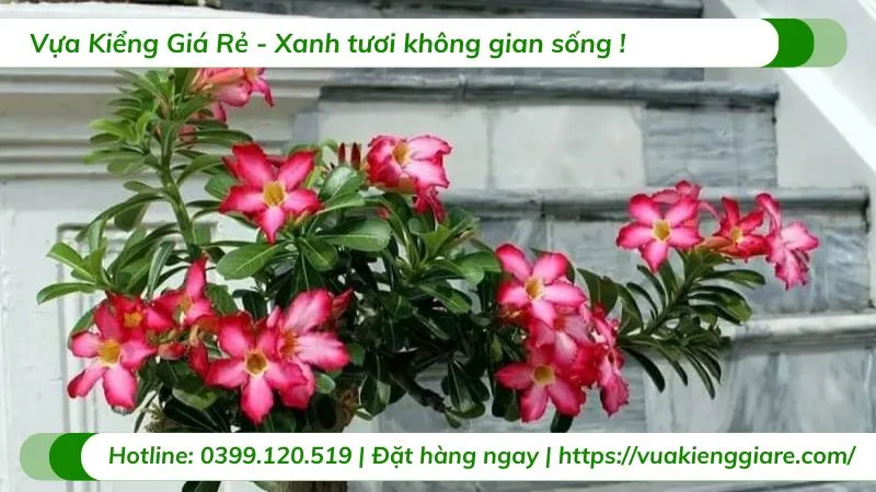Cận cảnh lá cây sứ đỏ hình bầu dục thuôn dài, xanh bóng trên bề mặt