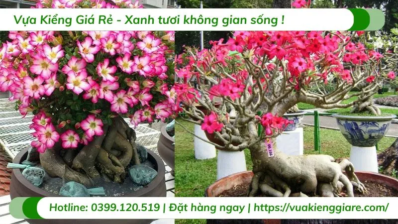 Bông hoa sứ đỏ với cánh dày, nhẵn bóng màu đỏ tươi và nhụy vàng