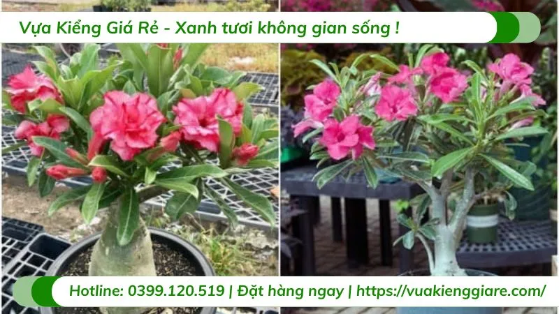 Một chậu cây hoa sứ đỏ được chăm sóc tốt, với nhiều nụ và hoa đang nở