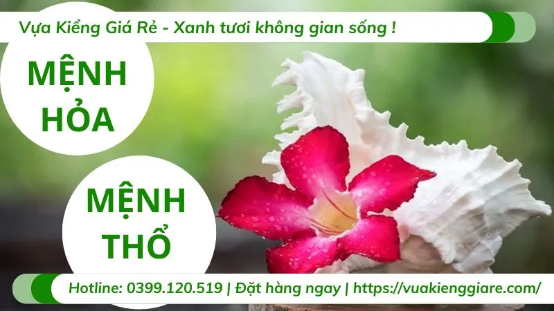Cây hoa sứ đỏ được trồng trong chậu lớn, với dáng thế đẹp mắt