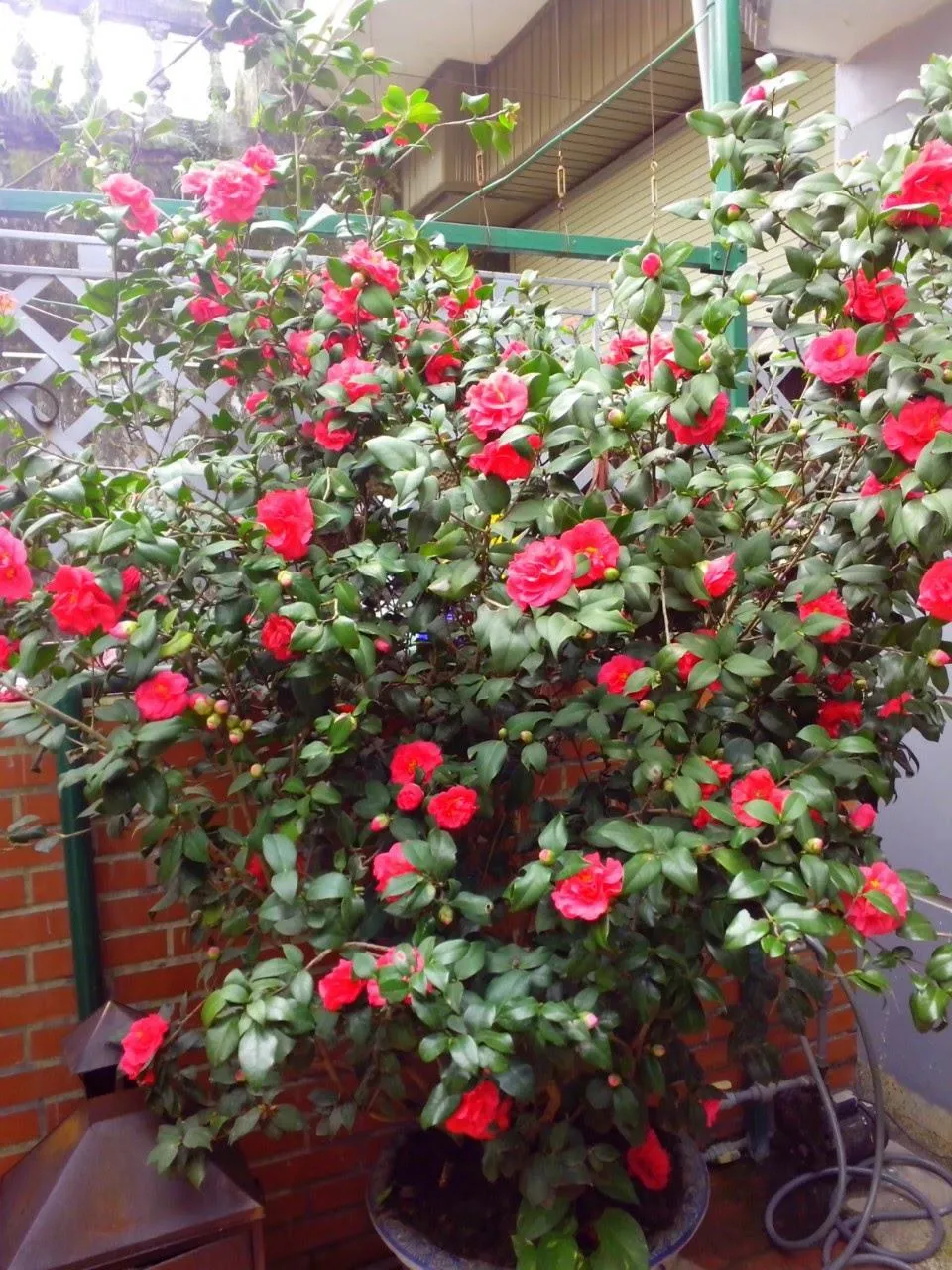 Cây hoa trà mi tuyệt đẹp