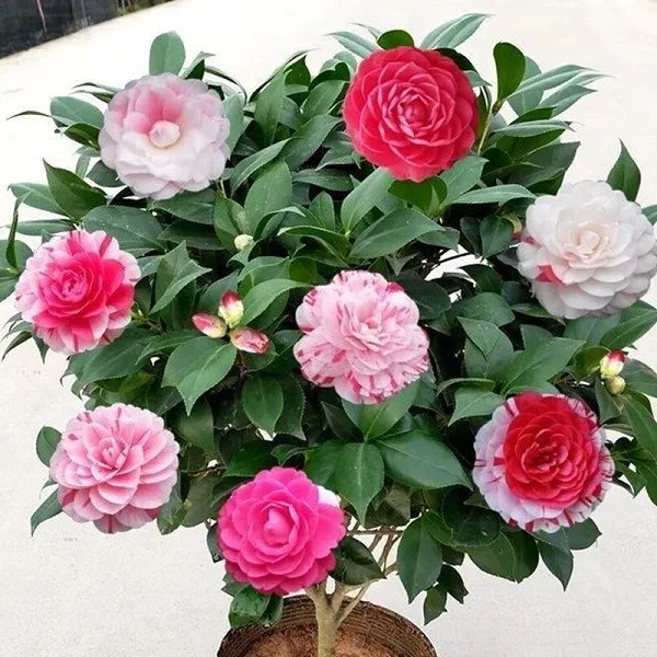 cây hoa trà my trồng chậu