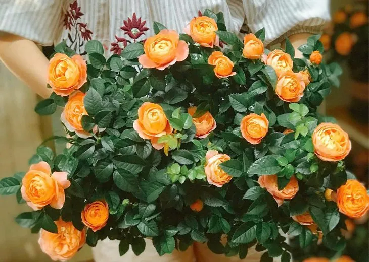 Cây hoa hồng cam cá hồi phát triển khỏe mạnh không bị vàng lá