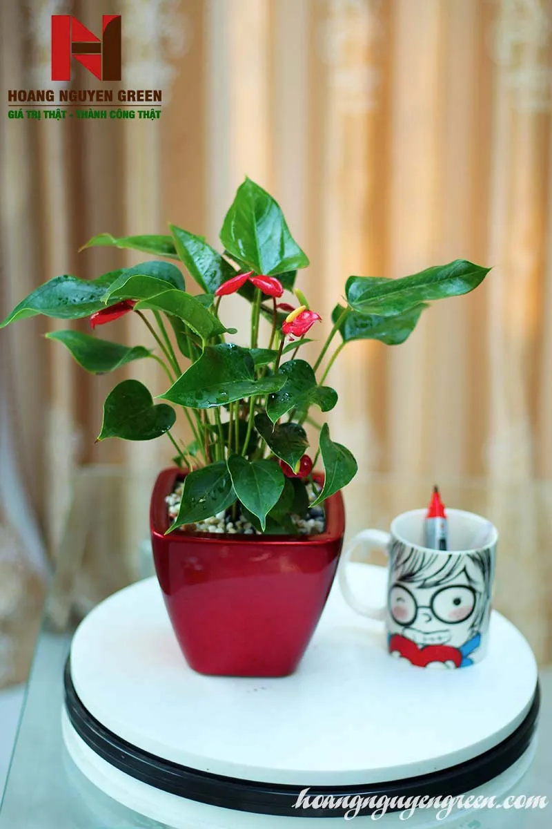 Cây Hồng Môn với sắc đỏ rực rỡ