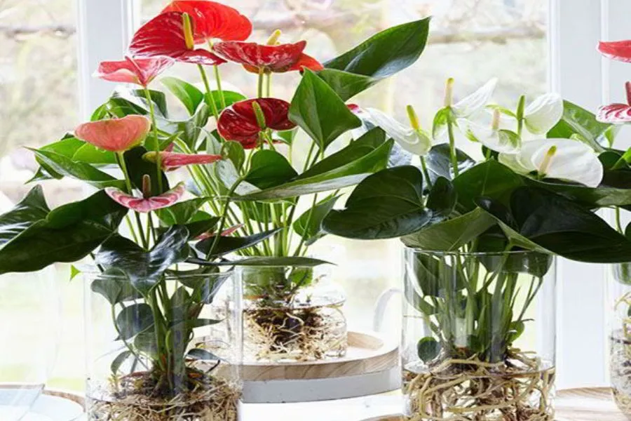 Cây trồng trong nước - Cây hồng môn