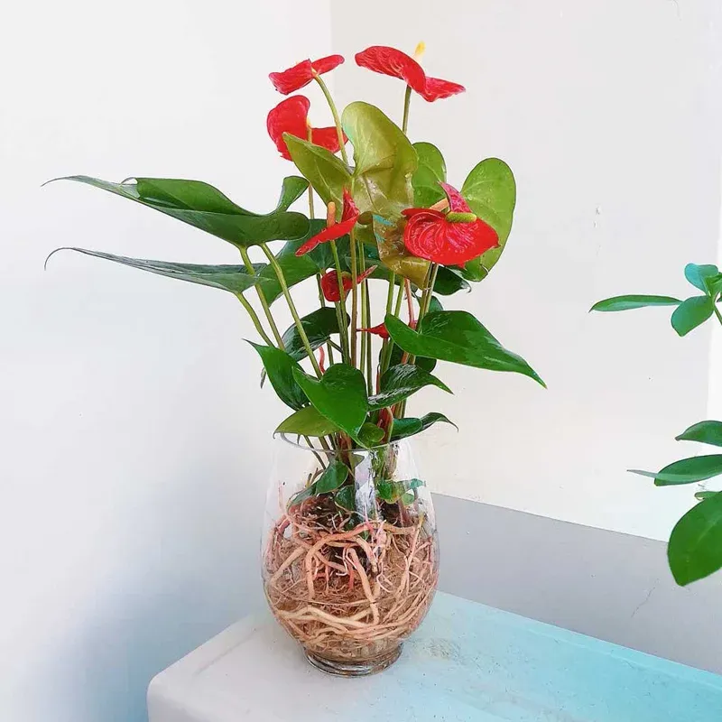 Các loại cây trồng thủy sinh dễ trồng - Cây hồng môn