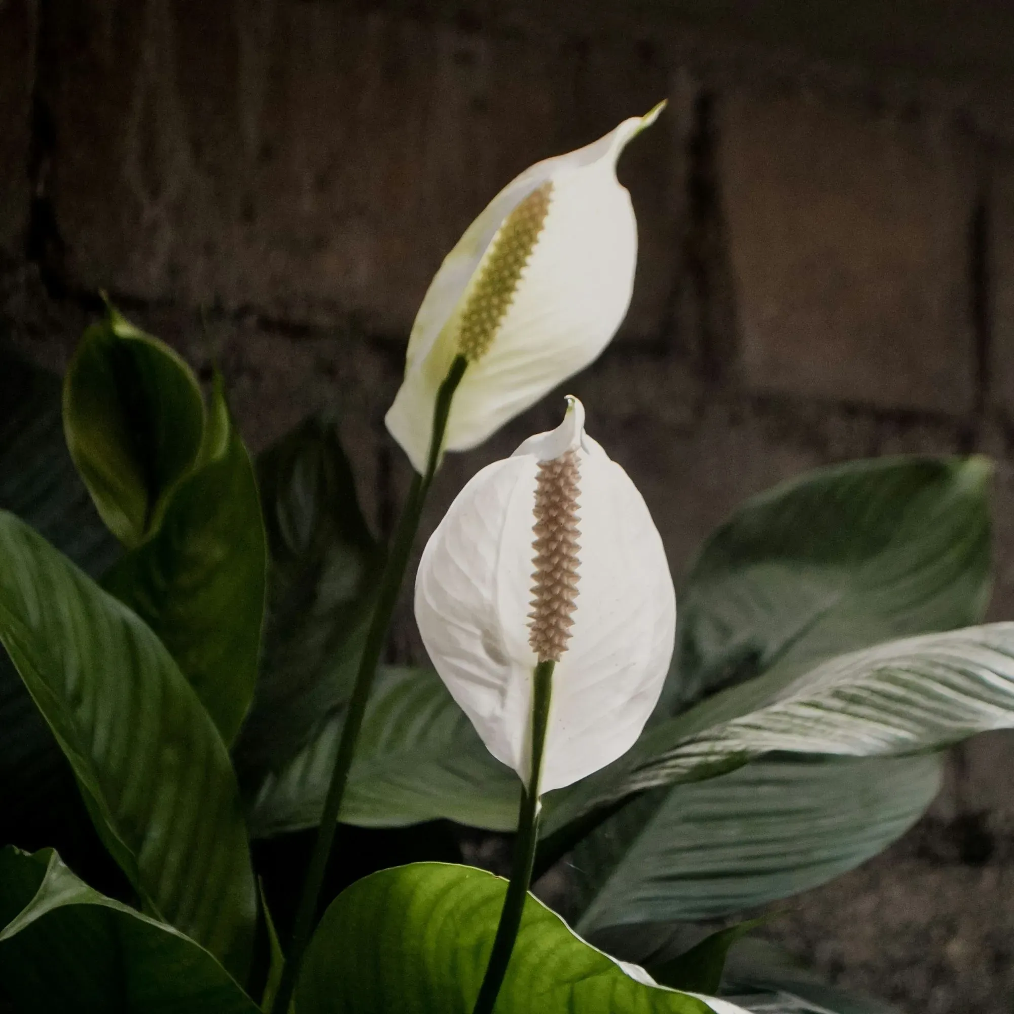 Cây huệ hòa bình hoa trắng, lá xanh bóng