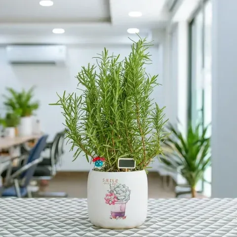 Đặt chậu hương thảo gần cửa sổ để cây đón đủ ánh sáng tự nhiên