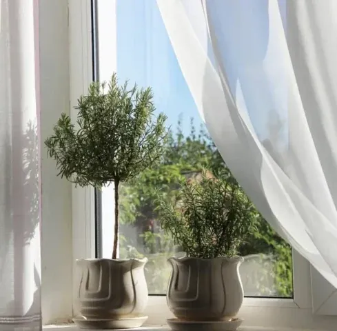 Cây hương thảo xanh tốt giúp không gian phòng ngủ thêm sinh động