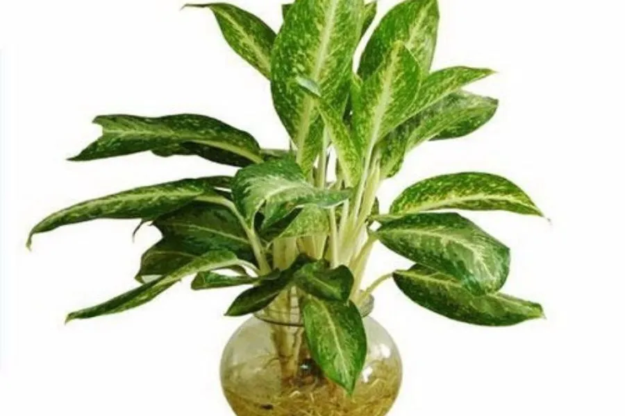 Cây trồng trong nước - Cây huy hoàng có tác dụng xua đuổi tà khí.