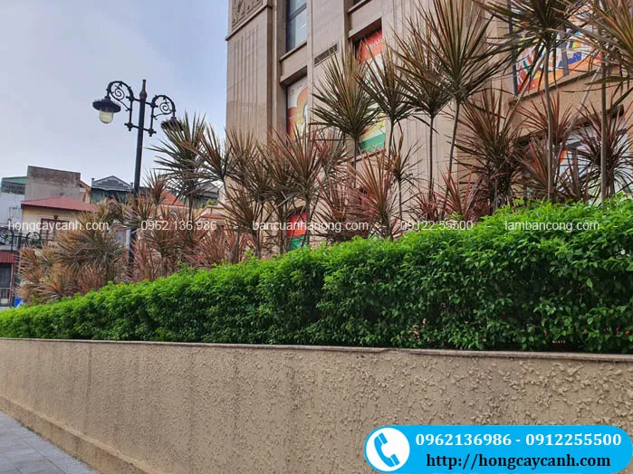 Cây huyết dụ kiếm trồng ngoại cảnh quán cà phê