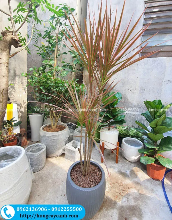 Cây huyết dụ kiếm lá màu