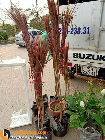 Cây Dễ Trồng Trong Nhà: Hướng Dẫn Chi Tiết Từ A-Z