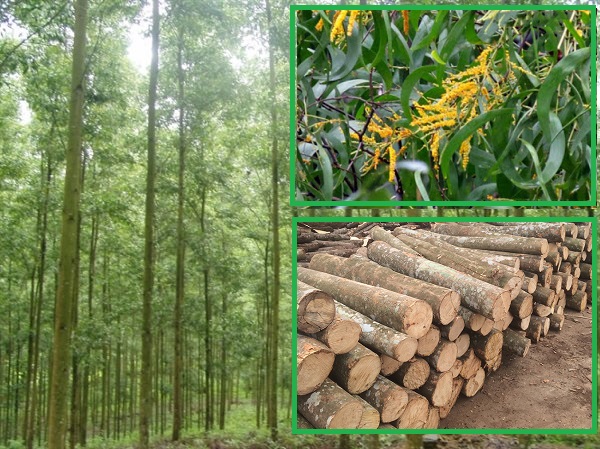 Cây Keo Là Cây Gì? Giải Mã Từ A Đến Z Về Loài Cây Đa Công Dụng