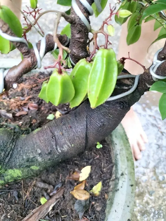 Cây khế bon sai đẹp - Tổng quan và hướng dẫn chăm sóc