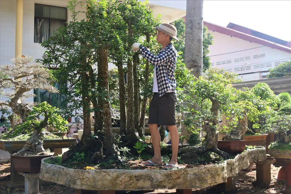 Cây khế bon sai đẹp - Sự hài hòa giữa thiên nhiên và kiến trúc