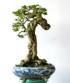 Cây khế bon sai đẹp - Một gốc khế gân với vẻ ngoài cực kỳ mạnh mẽ