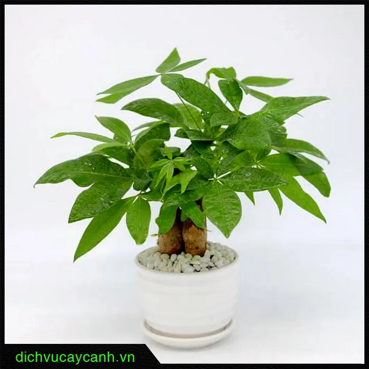 Cây kim ngân giúp gia chủ Nhâm Tý thu hút tài lộc và giữ tiền bền vững