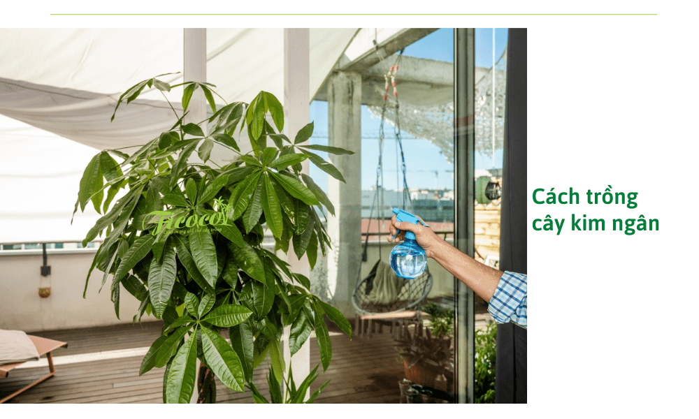 cach-trong-cay-kim-ngan