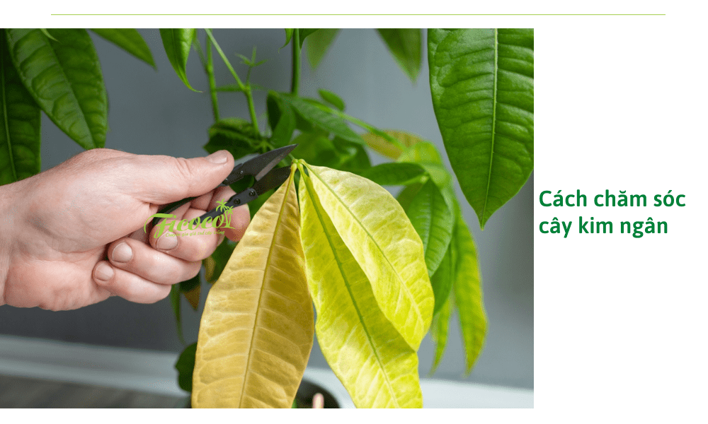 cach-cham-soc-cay-kim-ngan