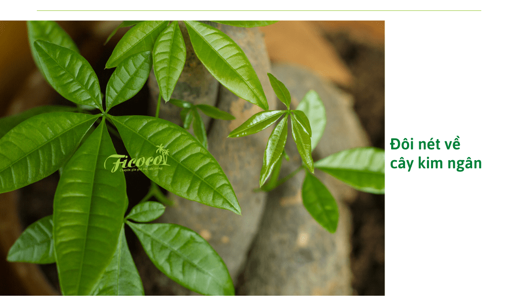 doi-net-ve-cay-kim-ngan