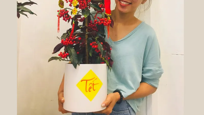 Cây kim ngân lượng tượng trưng cho sự sung túc và may mắn ngày Tết