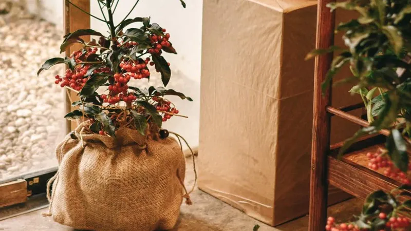 Cây kim ngân lượng an toàn, có thể dùng làm thuốc và trang trí