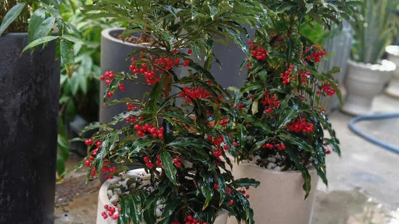 Hình ảnh cây kim ngân lượng với lá xanh bóng và quả đỏ mọng