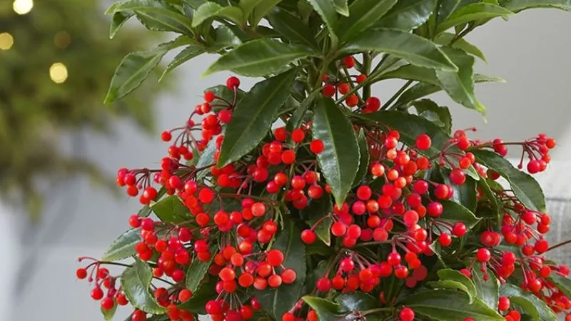 Cây kim ngân lượng đặt ở vị trí phong thủy tốt thu hút tài lộc