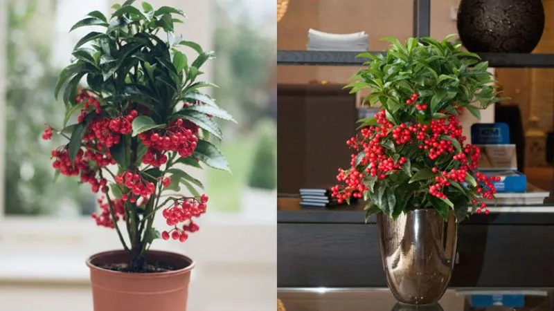 Mẫu chậu cây kim ngân lượng