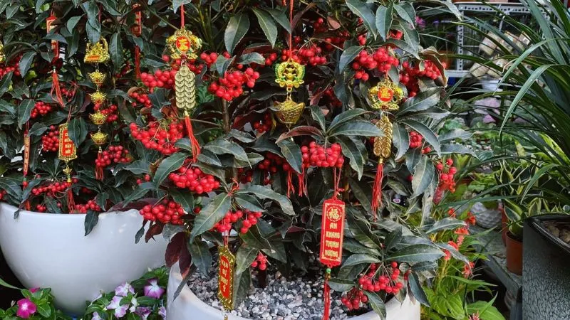 Cây kim ngân lượng ngày Tết