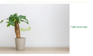 Cây kim ngân thủy sinh: Đặc điểm, ý nghĩa và cách trồng giúp cây luôn tươi tốt