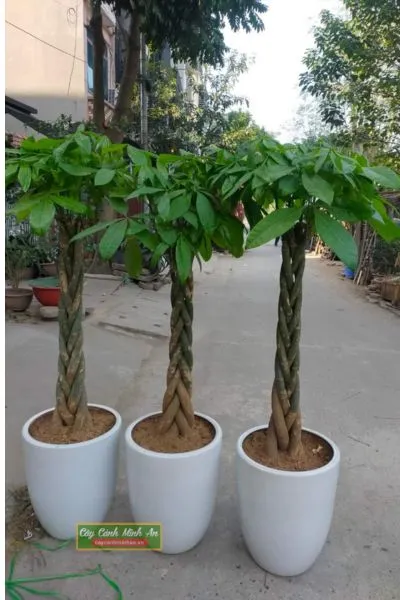 Cây kim ngân xoắn với thân bện đẹp mắt